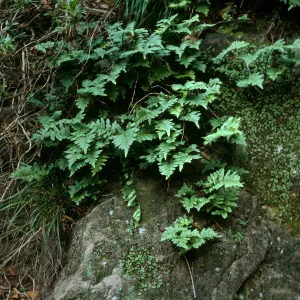 Polypodium californicum, Tunnel Road, Santa Barbara County