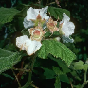 Rubus parviflorus, Thimbleberry, Montaña de Oro