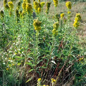 Solidago confinis, Southern edge of Morro Bay, Montaña de Oro