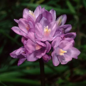 Dichelostemma capitatum, Tunnel Trail