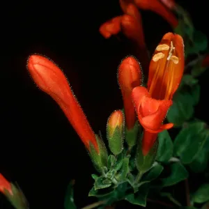 Keckiella cordifolia, Tunnel Trail, Mission Canyon