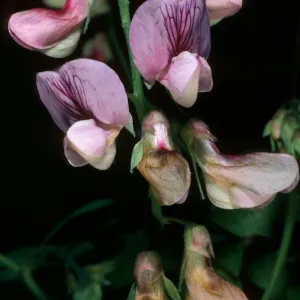 Lathyrus vestitus, Tunnel Trail