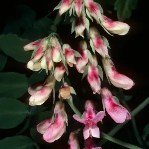 Lathyrus vestitus, Tunnel Trail