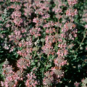 Salvia leucophylla (Purple Sage), Point Sal, Santa Barbara County