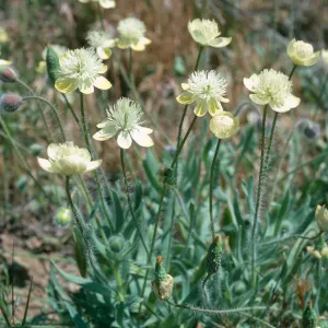 Platstemon californicus, Gorman Hills, Hungry Valley State Park