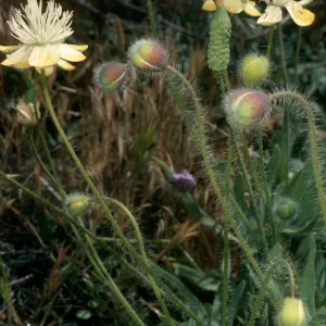 Platstemon californicus, Gorman Hills, Hungry Valley State Park