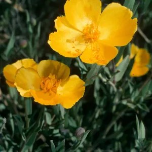 Dendromecon rigida, Cuesta, San Luis Obispo County