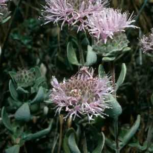 Monardella villosa obispoensis, West Cuesta ridge, San Luis Obispo County