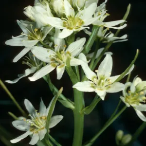 Zigadenus, Cuesta, San Luis Obispo County