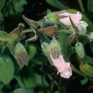 Lepechinia fragrans, Triunfo Pass, Santa Monica Mountains, Ventura County