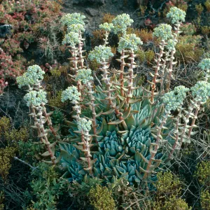 Santa Barbara Island, Dudleya traskiae, West of Cat Canyon, top front