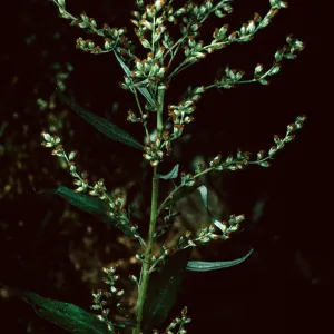 Artemisia douglasiana, Mission Canyon