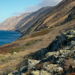 Lotus dendroideus traskiae habitat, just South of Nanny Canyon, Santa Cruz Island