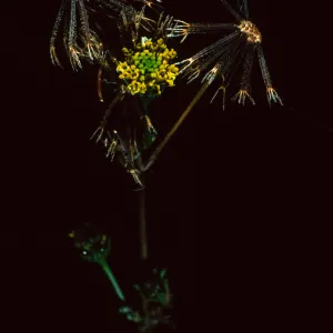 Mission Canyon Road, Bideus pilosa