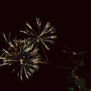 Mission Canyon Road, Bideus pilosa