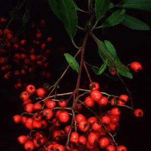 Mission Canyon Road, Heteromeles arbutifolia