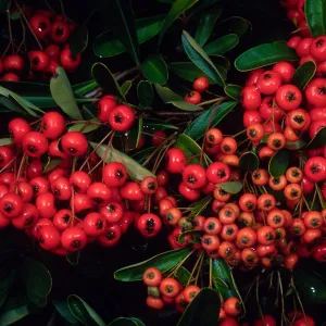 Pyracantha, end of Mission Canyon Road