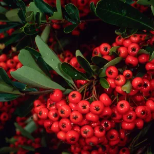 Pyracantha, end of Mission Canyon Road