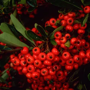 Pyracantha, end of Mission Canyon Road