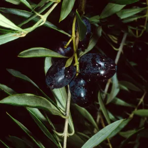 Olea, Mission Canyon Road