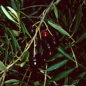 Olea, Mission Canyon Road