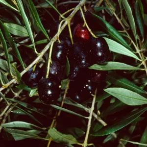 Mission Canyon Road, Olea