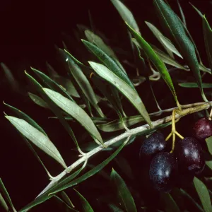 Mission Canyon Road, Olea