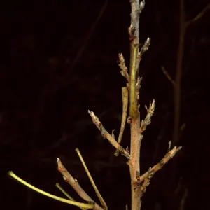 Mission Canyon Road, Toxicodendron