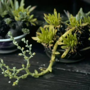 Dudleya guadalupensis, 1140 Tunnel Road
