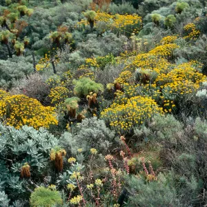 West Anacapa Island, Summit Peak, onshore slopes. Eriophyllum, Haplopappus, Artemisia californica