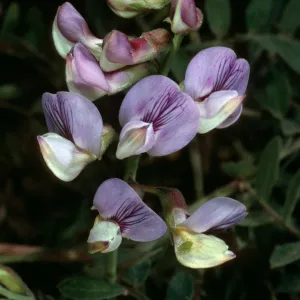 Lathyrus vestitus, West Camino Cielo, Santa Barbara County