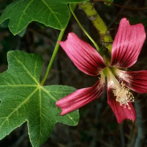 San Clemente Island, North of airstrip, Lavatera assurgentiflora subspecies glabra