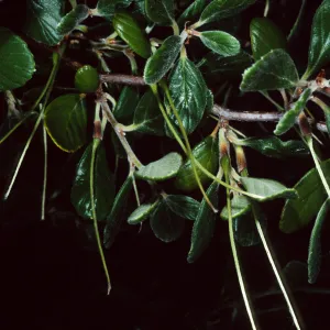 Santa Catalina Island, Wrigley Garden, Cercocarpus traskiae
