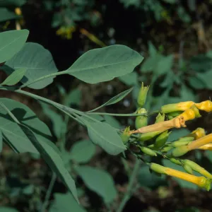 Nicotiana glauca, Santa Catalina Island, Cherry Cove