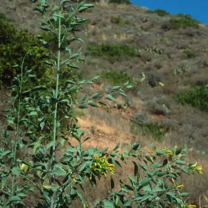 Nicotiana glauca, Santa Catalina Island, Cherry Cove