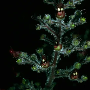 Scrophularia villosa, Santa Catalina Island, Avalon Canyon 