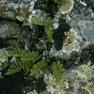 Polypodium californicum, Santa Catalina Island, near road to Little Harbor