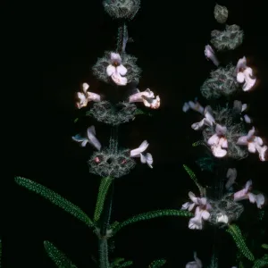 Salvia brandegei (Brandegees Sage), Santa Rosa Island, Torrey Pines
