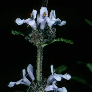 Salvia brandegei, Santa Rosa Island, East of Johnson's Lee, 