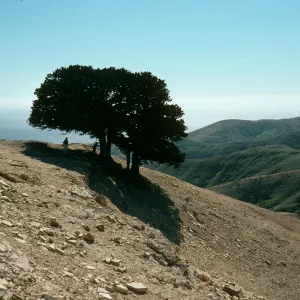 Quercus tomentella, Santa Rosa Island, West of Soledad Peak