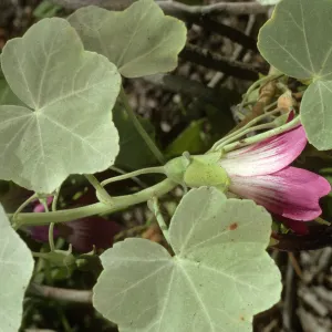 Lavatera lindsayi, SBBG