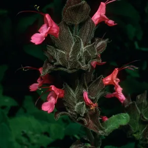 Salvia spathacea (California Hummingbird Sage), SBBG