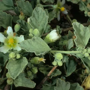 Spharalcea, from outer islet, Guadalupe Island