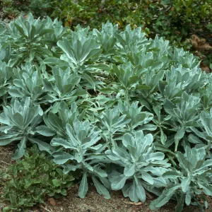 Stephanomeria guadalupensis, SBBG