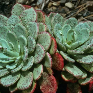 Talinum guadalupense, SBBG Dudleya Section
