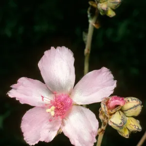 Santa Barbara Botanic Garden, Talinum guadalupense