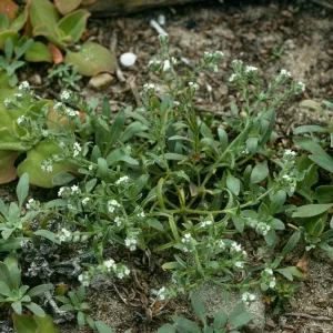 Cryptantha traskiae, San Nicolas Island, Tender Beach