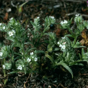Cryptantha traskiae, San Nicolas Island, West of Corral Harbor