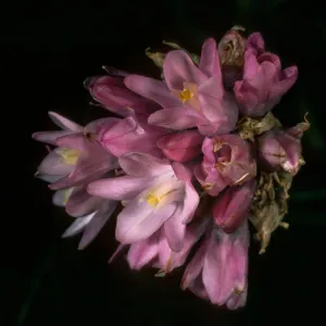 Dichelostemma, San Nicolas Island