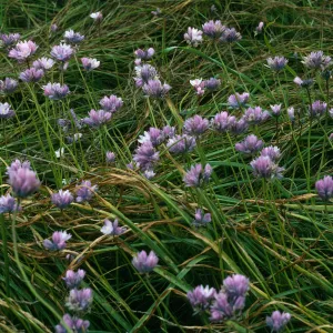 Dichelostemma, San Nicolas Island, Northeast coastal flats